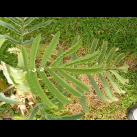 Melianthus - Melianthus major (2)